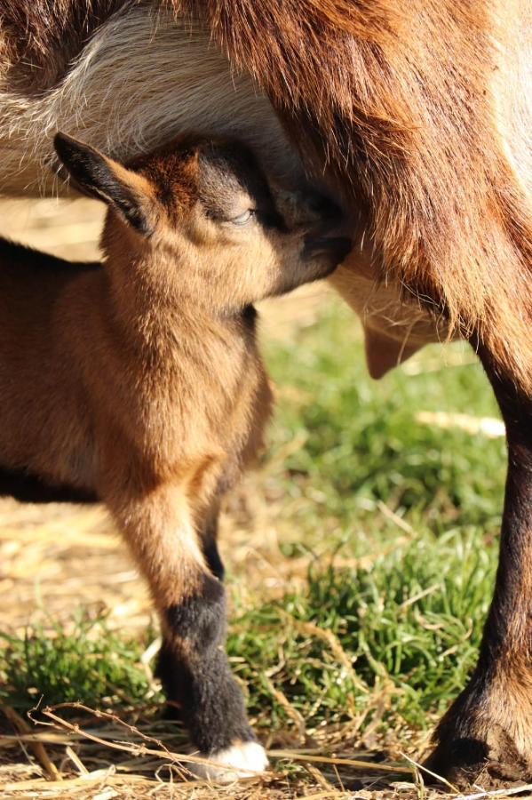 Gite A La Ferme En Pleine Nature Eksteriør billede